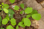 Southern meadow-rue